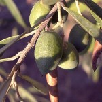 800px-Olive-tree-fruit-august-0