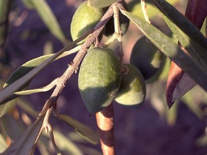 800px-Olive-tree-fruit-august-0